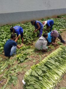 Warga Binaan Lapas Kelas IIA Karawang Panen Sayuran Caisim