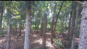 Green Mahogany Fascho ll Menambah Daptar Destinasi Wisata Pantura Karawang