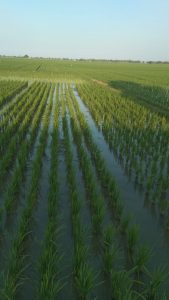 Pemerataan Air Penting Bagi Pertanian Karawang