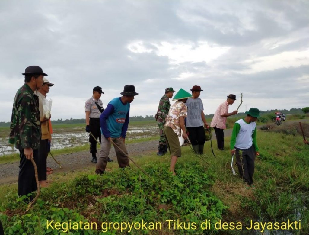 Babinsa Bersama Kelompok Tani Kompak Basmi Hama Tikus