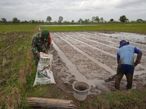 Babinsa Koramil 03/Cb Bantu Petani Siapkan Lahan Pembibitan Padi