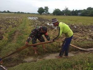 Dua Anggota Babinsa Koramil 03/Cb Lakukan Pendampingan Pertanian Di Desa Setiajaya