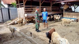 BABINSA KORAMIL 03/CABANGBUNGIN KOMSOS DENGAN PETERNAK KAMBING