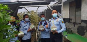 Lembaga Pemasyarakatan Kelas II A Karawang Panen Melon Hidroponik Secara Simbolis