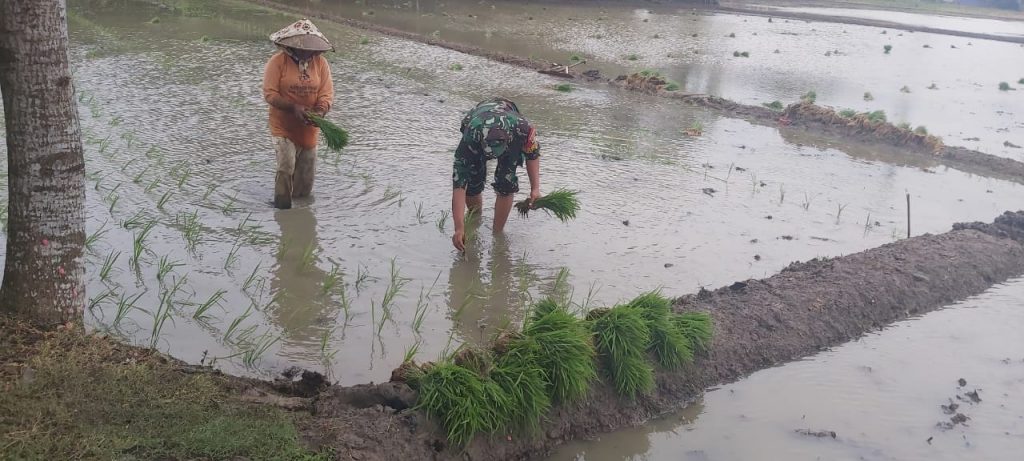 DUKUNG PROGRAM SWASEMBADA PANGAN, BABINSA KORAMIL 03/CABANGBUNGIN TERJUN LANGSUNG KE SAWAH BANTU PETANI TANAM PADI