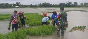 SEMANGAT BABINSA KORAMIL 03/CABANGBUNGIN DAMPINGI PETANI TANAM PADI DI SAWAH