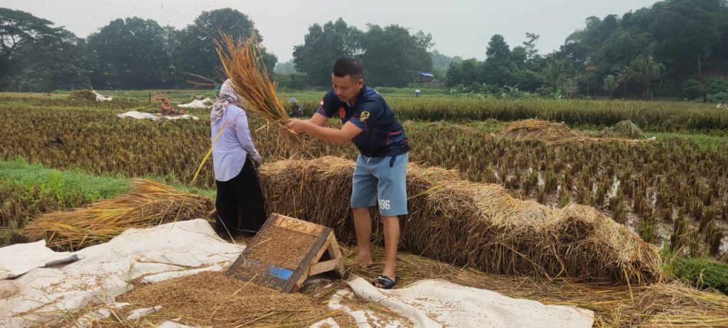 Di Sela Waktu Luangnya, Anggota Satgas TMMD Ikut Membantu Memanen Padi Milik Warga