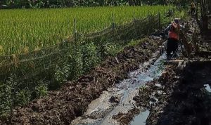 Patut Disorot Pelaksanaan Turap Desa Kiara Cuma Tancap Di Tanah Lumpur, Pengawasan BPD & PMD Kecamatan Molor