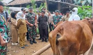 Lampung Selatan Tanggap Virus PMK, Tim Satgas Lakukan Vaksinasi Hewan Ternak Menjelang Hari Raya Idul Adha