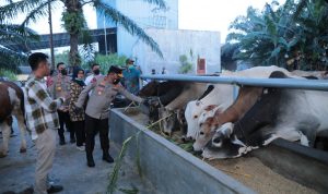 Jelang Idul Adha, Kapolda Sumut Datangi Rumah Ternak hewan Qurban
