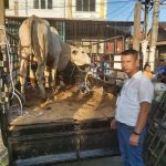 Idul Adha 1443 H, Pewarta Polrestabes Medan Sembelih 3 Ekor Lembu