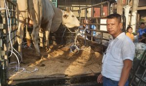 Idul Adha 1443 H, Pewarta Polrestabes Medan Sembelih 3 Ekor Lembu