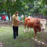 Qurbankan 25 Ekor Sapi dan 4 Ekor Kambing, Kepala Rutan 1 Medan : Alhamdulillah Berkah Bagi Banyak Orang