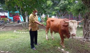 Qurbankan 25 Ekor Sapi dan 4 Ekor Kambing, Kepala Rutan 1 Medan : Alhamdulillah Berkah Bagi Banyak Orang