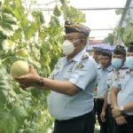 Panen Melon Hidroponik, Karutan 1 Medan Kumham Sumut : Buahnya Sangat Menggugah Selera