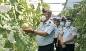 Panen Melon Hidroponik, Karutan 1 Medan Kumham Sumut : Buahnya Sangat Menggugah Selera