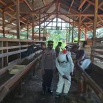 Antisipasi PMK Hewan Ternak, Polres Madina Lakukan Penyemprotan Disinfektan Serentak Dijajaran