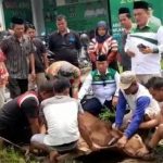 DPC PKB Kota Medan Sembelih 3 Ekor Hewan Kurban