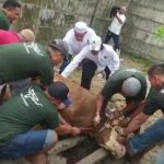 Ferdy Sembiring Kurban Sapi Limousin Untuk Ribuan Masyarakat