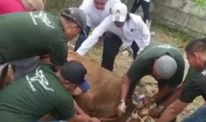 Ferdy Sembiring Kurban Sapi Limousin Untuk Ribuan Masyarakat