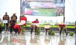 Turun Langsung Dalam Gerakan Tanam Padi Serentak Di Desa Pulau Jaya Palas, Bupati Lamsel Serahkan Bantuan Alsintan.