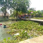 Pemdesa Kendaljaya Kecamatan Pedes Lakukan Kerja Bakti Pembersihan Enceng Gondok Di Aliran Sungai Skunder