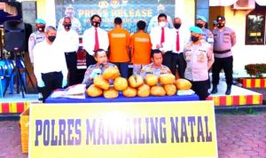 Polres Madina Gagalkan Penyeludupan Ganja 14,5 Kg