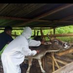 Antisipasi Penyebaran Virus PMK, Kapolres Gayo Lues Sediakan Obat Disinfektan Hewan Ternak