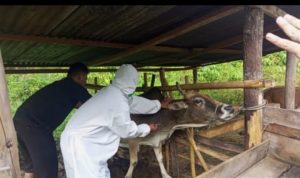 Antisipasi Penyebaran Virus PMK, Kapolres Gayo Lues Sediakan Obat Disinfektan Hewan Ternak