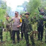 KAPOLRES MADINA DAN PERSONIL DAMPING BNN RI BERANTAS DAN MUSNAHKAN LADANG GANJA DI PEGUNUNGAN TOR SIHITE