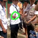 SIGAP PEMDES DESA KERTAMUKTI MENANGKAP ULAR SANCA DIATAS PELAPON MAJLIS