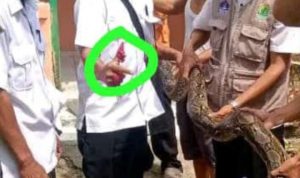 SIGAP PEMDES DESA KERTAMUKTI MENANGKAP ULAR SANCA DIATAS PELAPON MAJLIS