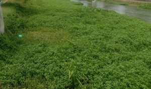 DPC GMPI Rengasdengklok Dan Warga Masyarakat Angkat Bicara Terkait Sungai Yang Dangkal Dan Banyak Rumput Liar serta Eceng Gondok Yang Menyangkut
