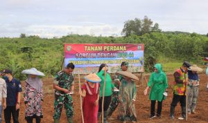 Tingkatkan Ketahanan Pangan Kodim 0603/Lebak Gunakan Bios 44 Untuk Tanaman Sorgum