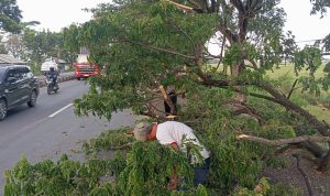 Polisi Bersihkan Batang Pohon Patah Di Jalan Pantura Yang Bahayakan Pengguna Jalan dan Akibatkan Kemacetan