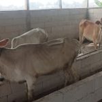 Kelompok Penerima Bantuan Pengembangan Ternak Sapi  Keluhkan Bantuan Dari Aspirasi Dewan Perwakilan Rakyat Republik Indonesia (DPR RI)