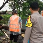 Terjadi Pohon Tumbang di Ruas Jalan Pantura Diduga Akibat Terjangan Hujan Disertai Angin