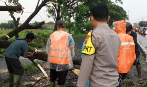 Terjadi Pohon Tumbang di Ruas Jalan Pantura Diduga Akibat Terjangan Hujan Disertai Angin