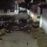 Ribuan Tikus Masuk Ke Pemukiman di Karawang