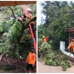 Pohon Tumbang Timpa Warung Saat Hujan Deras Disertai Angin Kencang