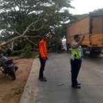 Tidak Ada Korban Pada Kejadian Pohon Tumbang di Jalan Pantura Namun Sempat Tumbulkan Kemacetan