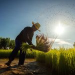 Anda Petani? Ingin Pendapatan Rp10 Juta Perbulan?