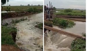 Curah Hujan Mulai Tinggi, Tanggul Pintu Air Janggot Karangsari Jebol!