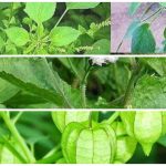 Tumbuhan Liar Ini Ternyata Memiliki Khasiat yang Luar Biasa!