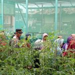 Kapolsek Blanakan Menggerakan dan  Dampingi KWT Subur Makmur Dalam Upaya Dukung Program Ketahanan Pangan