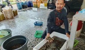 Geluti Jual Beli Ikan dan Udang Segar Mampu Angkat Ekonomi Keluarga