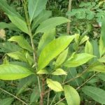 Selain Untuk Bumbu Penyedap Aroma Masakan, Daun Salam Tenyata Miliki Banyak Manfaat!