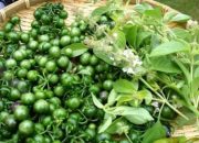 Benarkah Leunca Miliki Manfaat Untuk Kesuburan?