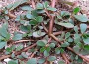 Dianggap Gulma! Tanaman Ini Miliki Khasiat Luarbiasa!