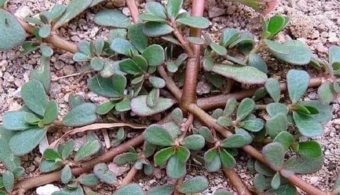 Dianggap Gulma! Tanaman Ini Miliki Khasiat Luarbiasa!